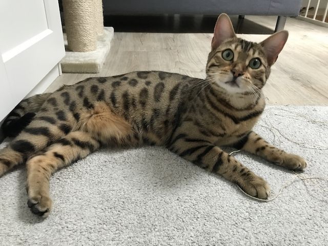 Toller reinsrassiger Bengal-Kater