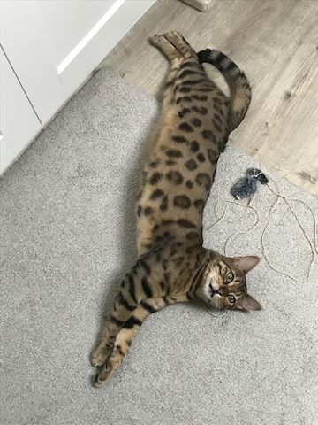 Toller reinsrassiger Bengal-Kater