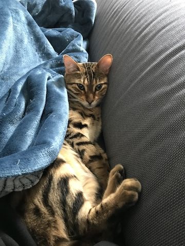Toller reinsrassiger Bengal-Kater