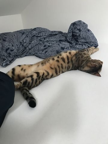Toller reinsrassiger Bengal-Kater