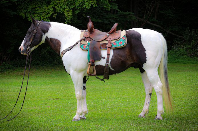 Tobiano Paint Horse Wallach