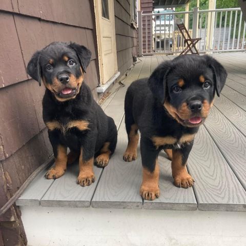 Süße Rottweiler-Welpen