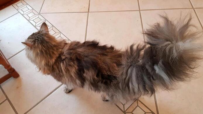 Maine Coon Mix Katze zu verkaufen