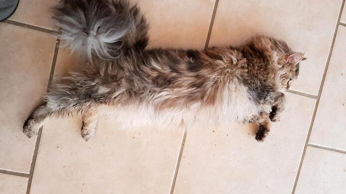 Maine Coon Mix Katze zu verkaufen