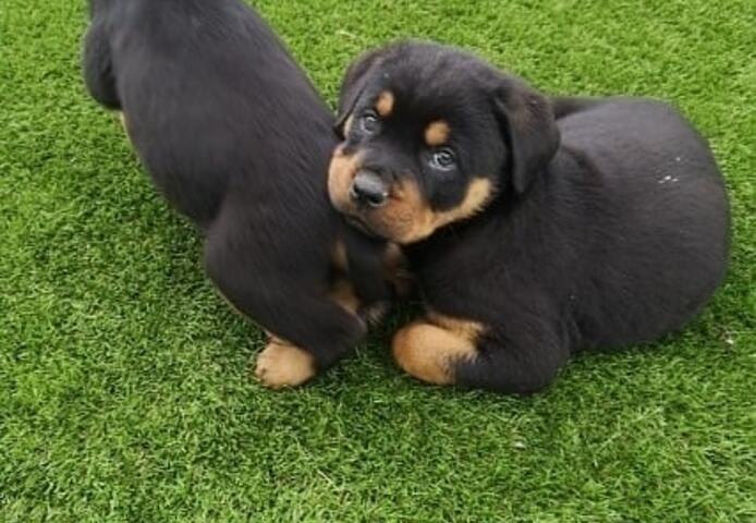 Entzückende Rottweiler-Welpen zu verkaufen
