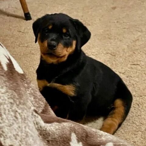 Wunderschöne Rottweiler-Welpen bereit für ihr endgültiges Zuhause! 🐾