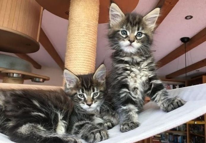 Maine Coon Kitten