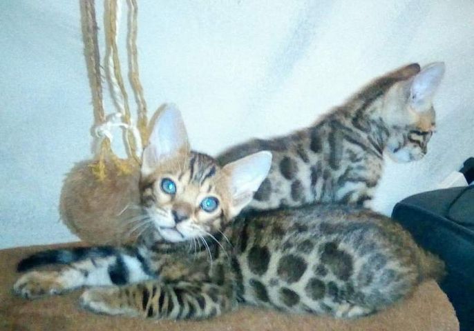 Bengal Kitten