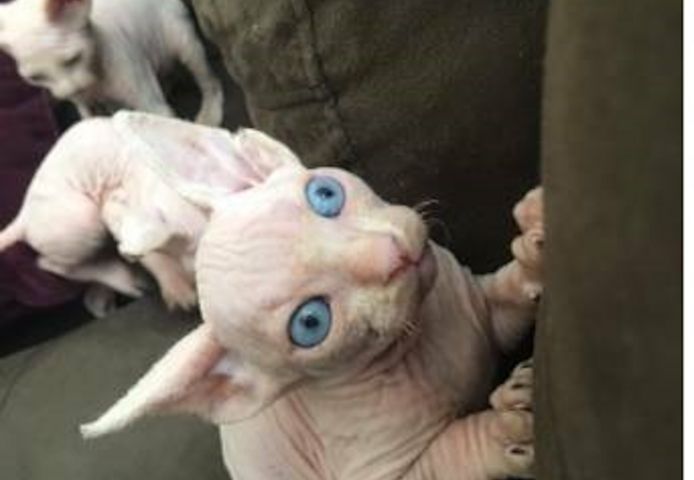 Sphynx-Kätzchen