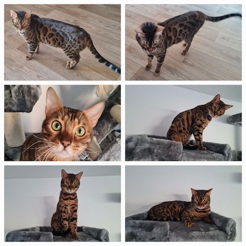 Bengal Kater