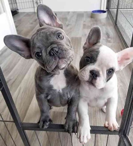 Französische Bulldoggen Welpen Rüden und Hündinnen,