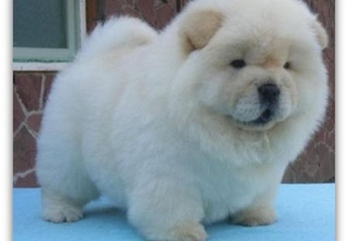 Chow Chow welpen suchen neues Zuhause