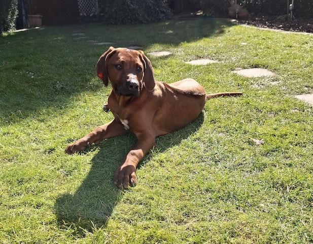 Rhodesian Ridgeback Welpen