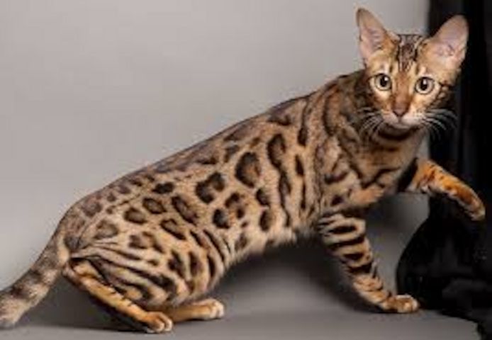 Wunderschöne  Bengal Katzchen Baby