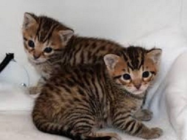 Wunderschöne  Bengal Katzchen Baby