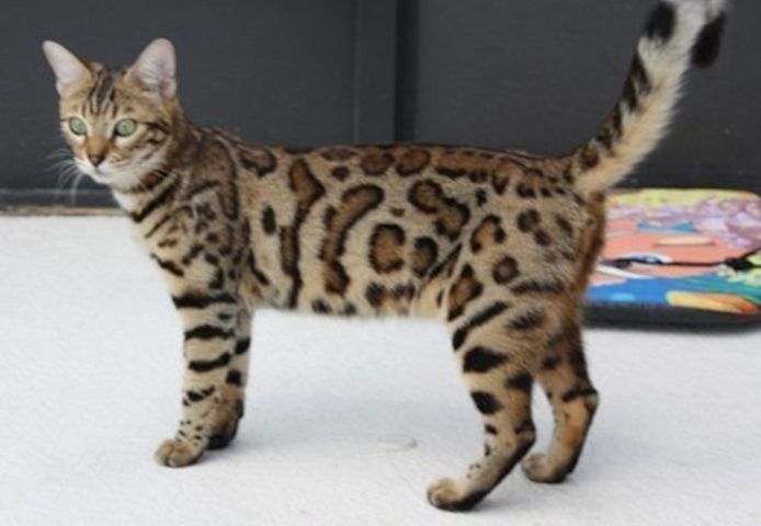 Gesund Bengal Katzchen