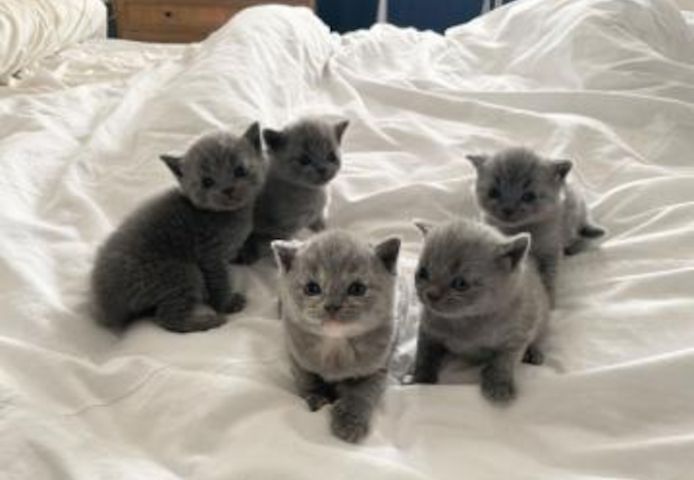 Gesund Britisch Kurzhaar Katzchen