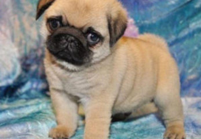 Mops welpen. Mannlich und weiblich