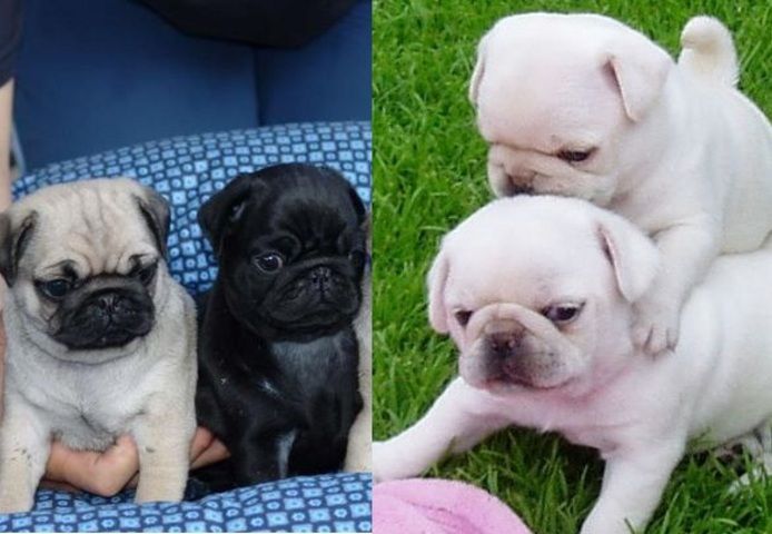 Mops welpen. Mannlich und weiblich