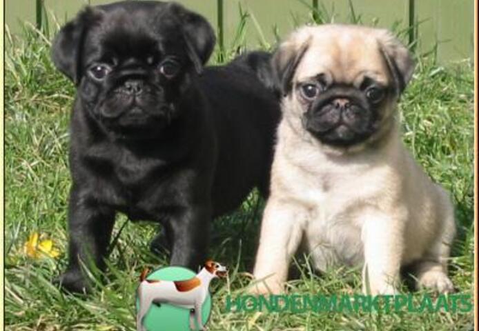 Mops welpen. Mannlich und weiblich