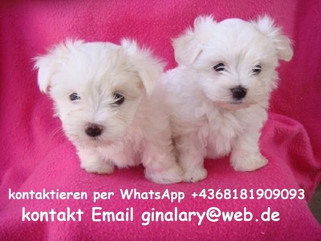 Malteser welpen. Mannlich und weiblich