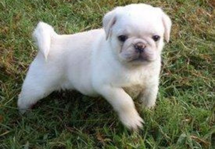 Mops welpen. Männlich und weiblich verfügbar