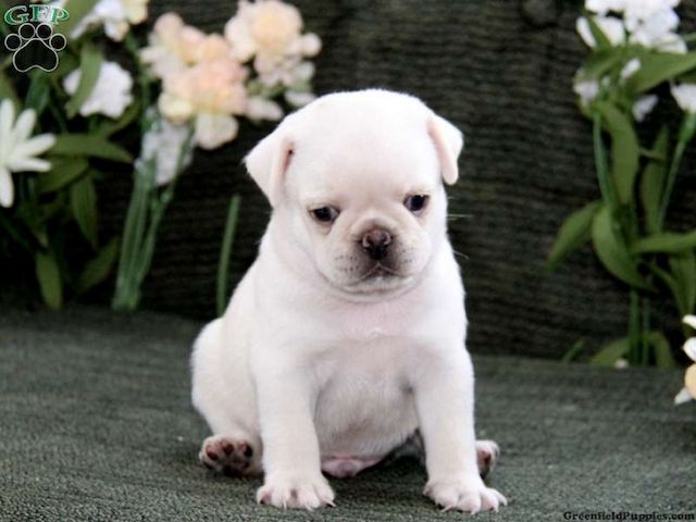 Mops welpen. Männlich und weiblich verfügbar