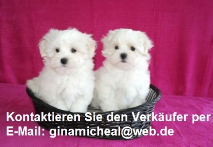 Mini Malteser Welpen