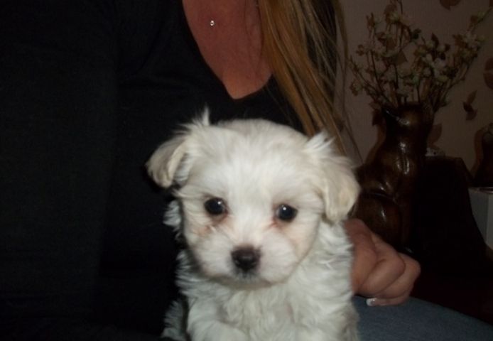 Mini Malteser Welpen