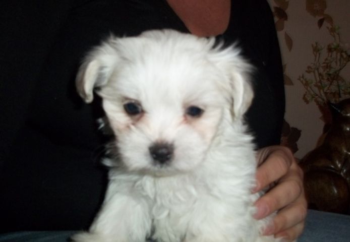 Mini Malteser Welpen