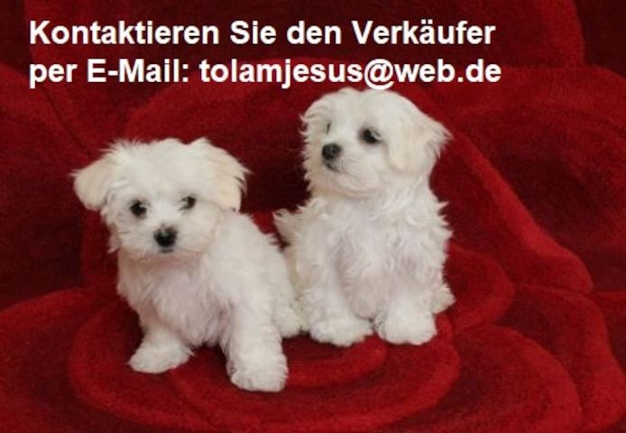 Malteser welpen. Mannlich und weiblich