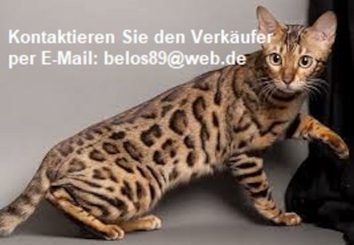 Schöne Gesund Bengal Kätzchen