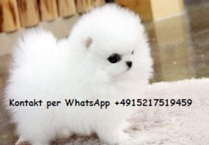 Mini Pomeranian Zwergspitz welpen.