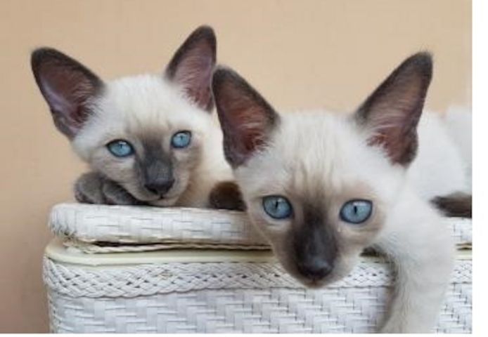Ragdoll-Kätzchen zu verkaufen.