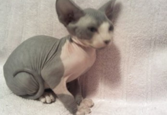 2 Sphynx-Kätzchen verfügbar