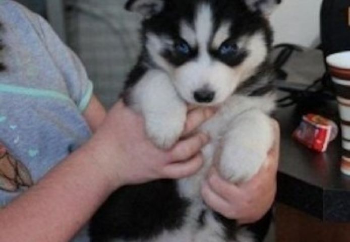 Wunderschöne Husky-Welpen