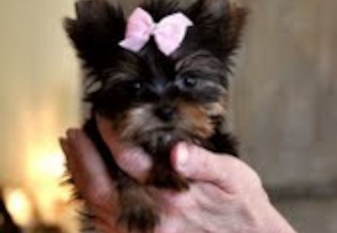 Yorkie-Welpen