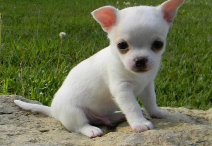 männliche und weibliche Chihuahua-Welpen