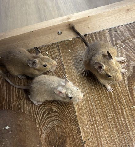 Degus