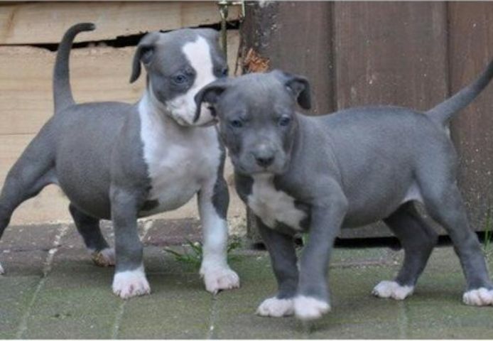 Süße Pitbull-Welpen