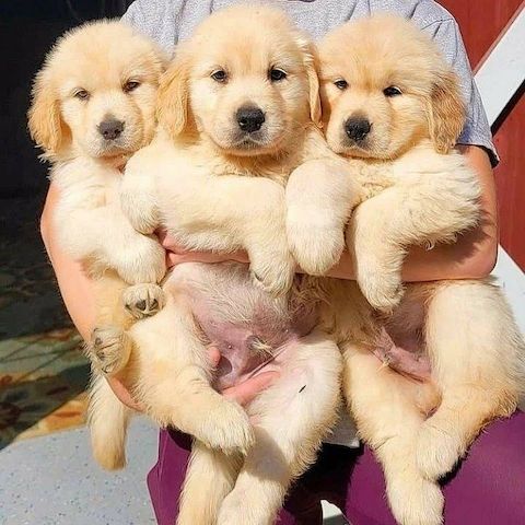 Golden Retriever Welpen
