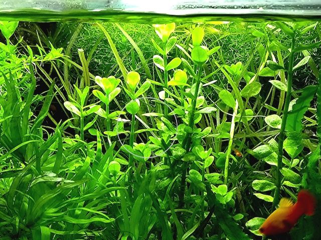 Großes Fettblatt,  Aquariumpflanze, Versand/ Abholung