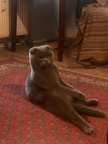 Zwei Bezaubernde Scottish Fold-Geschwister