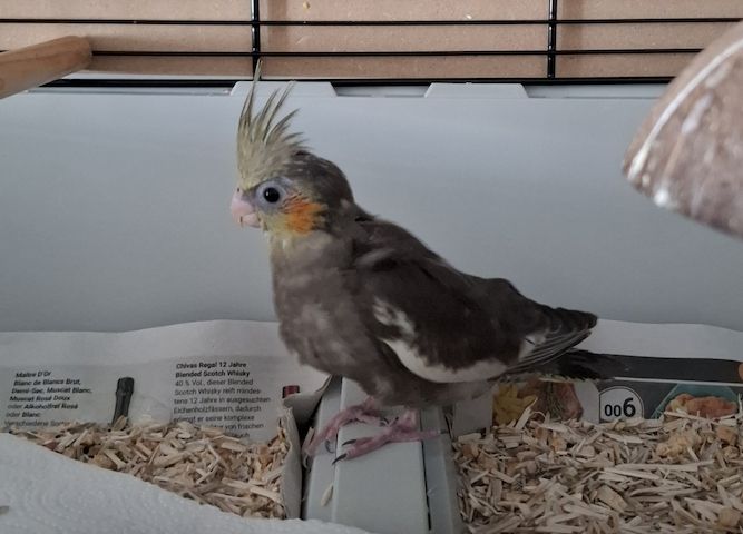 Nymphensittiche