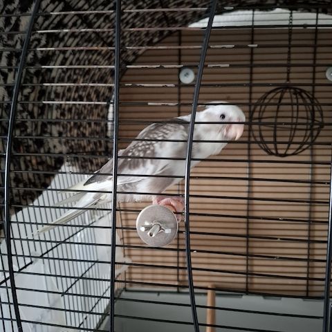 Nymphensittiche
