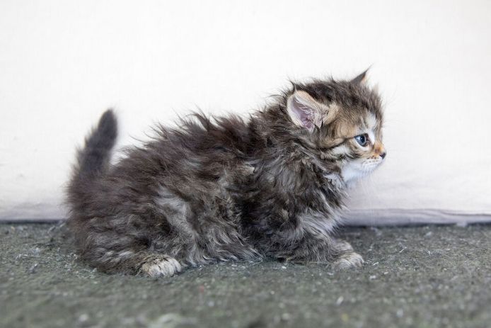 Maine Coon