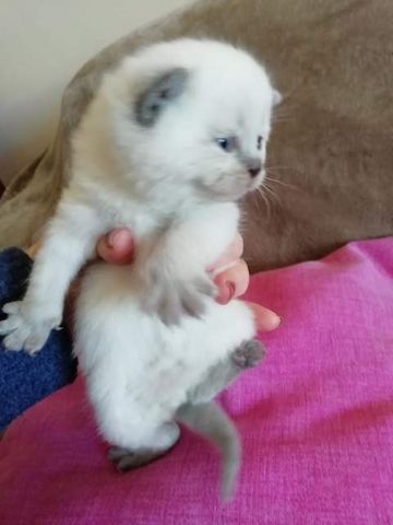 Ragdoll-Kätzchen ,,