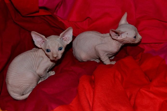 Sphynx-Kätzchen zu verkaufen