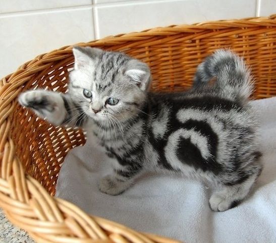 BKH Britisch Kurzhaar Katzen mit Stammbaum