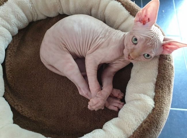 Schöne Sphynx-Kätzchen,